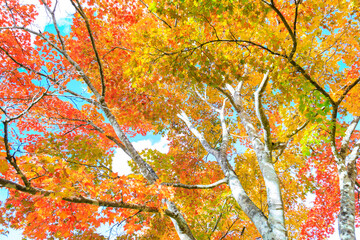 カラフルな紅葉