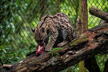 Jaguar comiendo