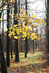 Rainy Day Maple Branch with Yellow Leaves in Dark Forest