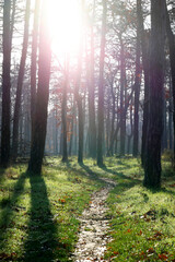 Rain-Kissed Autumn Woods in Vibrant Colors