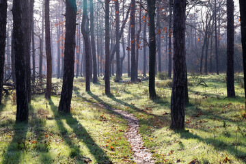 Vibrant Autumn Forest After Rainfall