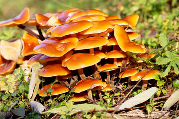 Cluster of Flammulina velutipes Mushrooms in Forest