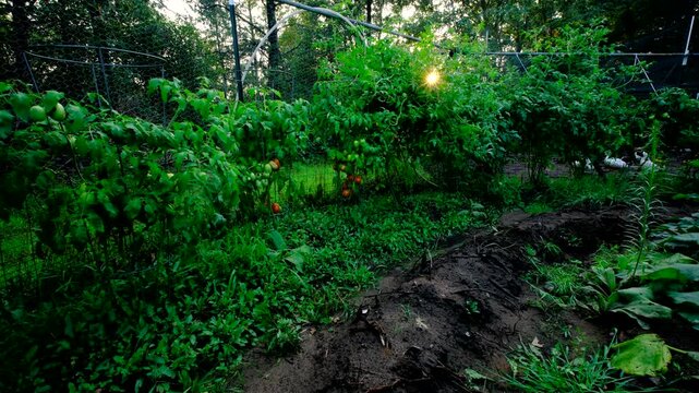 Variety of tomato plants growing in cage trellis next to garden fence and row of mound of soil with potatoes while cage free chickens and ducks roaming in adjacent enclosure 