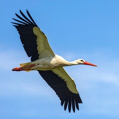Naklejka premium White stork with black wings flies high against the blue sky.