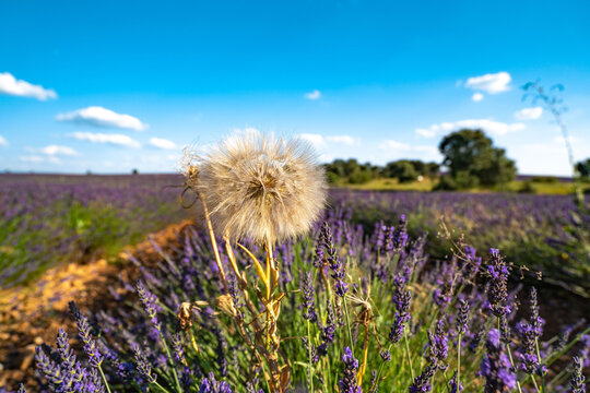 Stunning Lavender Fields in Brihuega, Spain During Summer
