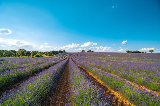 Vibrant Lavender Fields in Brihuega, Spain During Summer