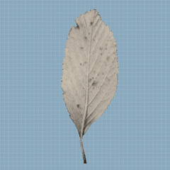 High-detail botanical leaf illustration featuring halftone dot shading and visible veins. Retro-inspired design perfect for posters, prints, stickers, textured backgrounds, and graphic art.