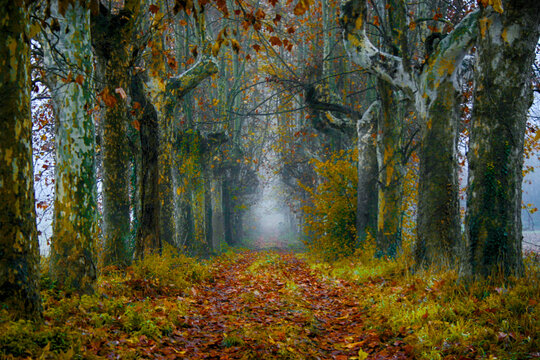 Viale autunnale di Montecastello - Alessandria - Piemonte - Italia