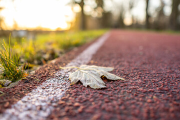 Fallen leaf on a running path during a sunset in a quiet park setting