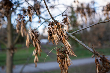 Dried seed pods hanging from branches in a quiet park during late afternoon light