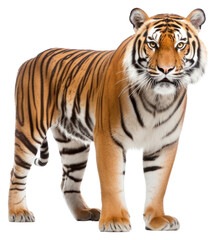 Fototapeta premium PNG Wildlife animal mammal tiger.