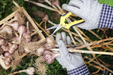 Freshly harvested Garlic. Harvesting Bunch of fresh raw organic garlic harvest in farmer hands in garden