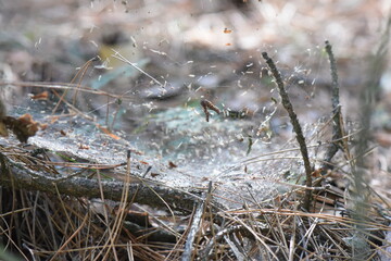 spider web in the pine forest in autumn, close-up of spider web on pine needles and branches