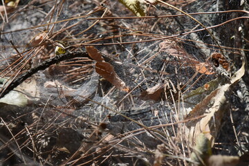 spider web in the pine forest in autumn, close-up of spider web on pine needles and branches