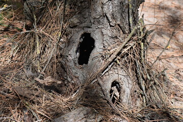 a hollow in an old tree in a pine forest, close-up