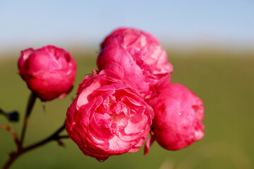 Pink Garden Rose Branch with Blooming Flowers and Buds