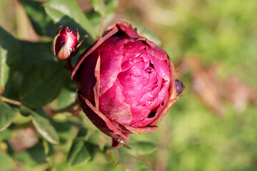 Authentic Red Rose Bud on Blurred Green Background