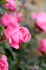 Pink Garden Rose Branch with Blooming Flowers and Buds
