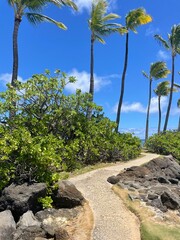 Path in the palm trees 