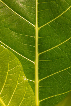 Texture of a tropical green leaf on Pulau Taupan, an island in the Togian archipelago, Sulawesi, Indonesia