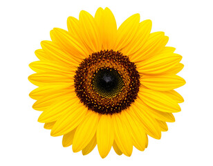 Large, bright yellow flower with dark center