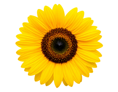 Large, bright yellow flower with dark center