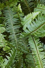 Fern vertical vintage photography. Aestetic photo.