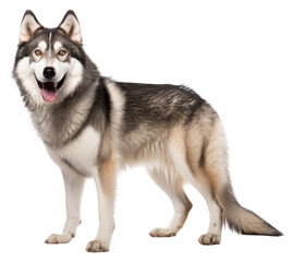 PNG Syberia husky mammal animal pet.