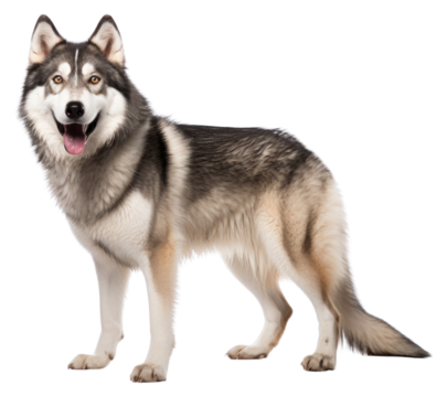 PNG Syberia husky mammal animal pet.
