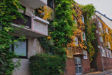 Old building covered in vibrant autumn ivy leaves in a quiet neighborhood