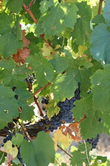 Blue sweet grape with green leafs around.