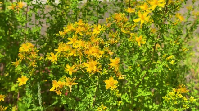 St John&rsquo;s Wort Wildflowers Blooming in Sunny Meadow

