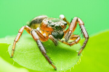 spider on the web