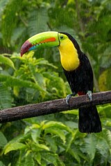 toucan on a branch