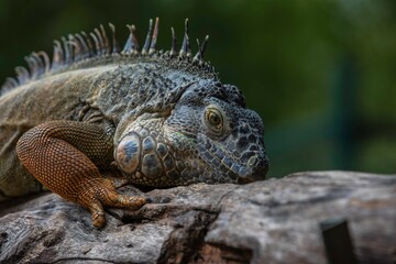 iguana on a tree