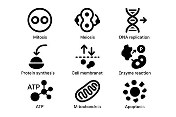 Biology icons: mitosis, meiosis, dna replication, and more in black silhouette style