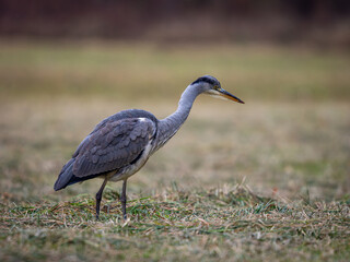 portrét of a heron