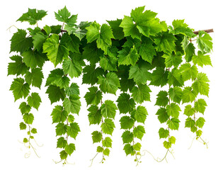 Fresh green leafy vine with hanging tendrils