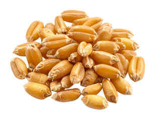 Pile of golden grains on black