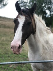 Obraz premium portrait of a horse