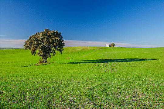 Solitary holm oak and cortijo under the clear Andalusian sky