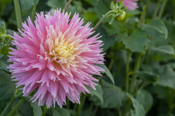 Hirschgeweih-Dahlie, Sorte Just Married