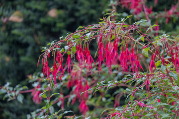 Scharlach-Fuchsie (Fuchsia magellanica)