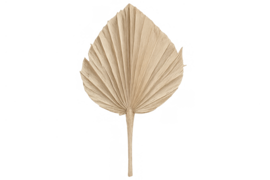 Dried natural palm leaf, bohemian decor element, creating tropical fan shape on transparent background
