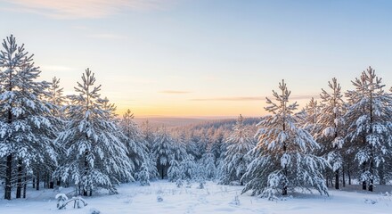 Obraz premium Serene winter landscape with snow-covered pine trees at sunrise.
