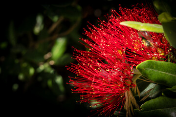 New Zealand Pohutukawa red Christmas tree in flower 