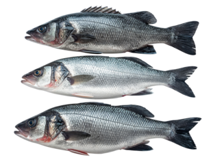 Appealing collection of three raw fresh whole sea bass fish. Isolated seafood food ingredient for healthy meal on plain background