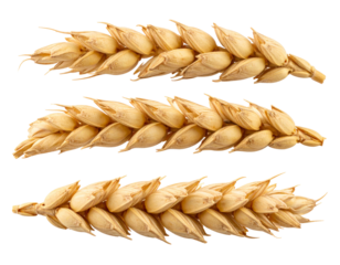 Three horizontal wheat ear grain isolated on background. healthy cereal crop from agriculture harvest representing wholesome abundance