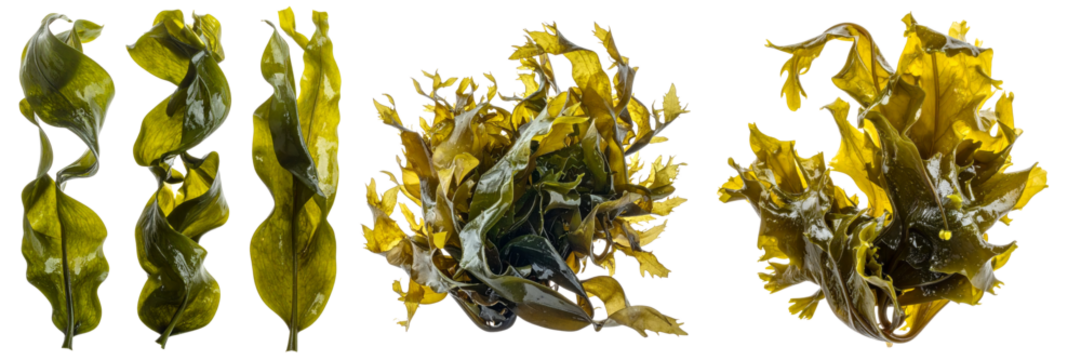 Fresh raw green seaweed and kelp, healthy food ingredient isolated on transparent background. natural and beautiful collection
