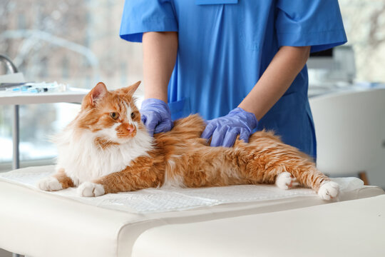 Veterinarian examining cat for ticks in vet clinic